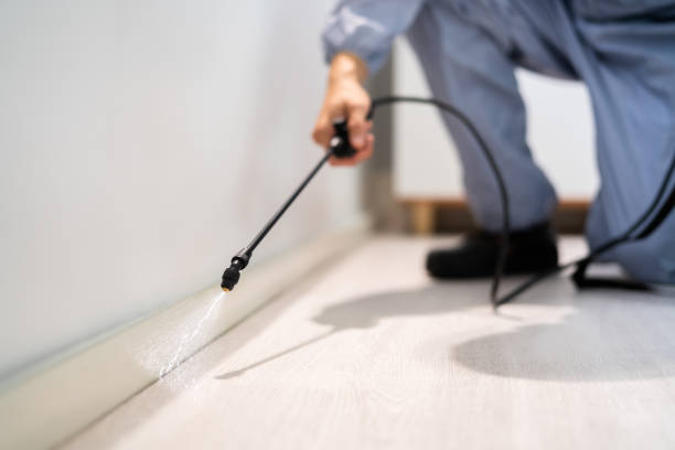 Best Wasp Removal Services  in Key Biscayne, FL