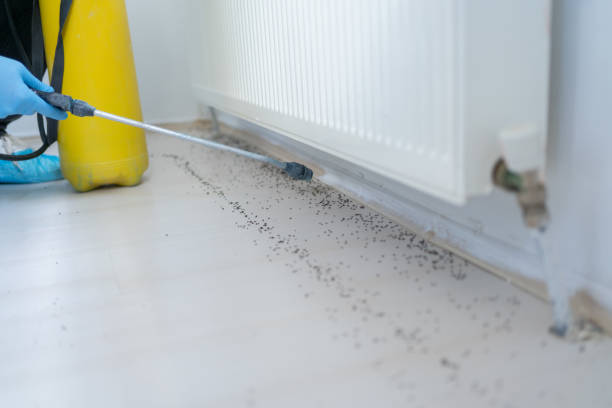 Best Flea Control Services  in Key Biscayne, FL